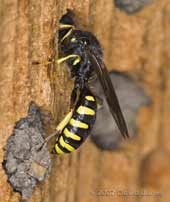 Solitary wasp looks into hole at bee hotel