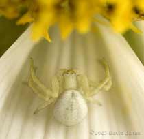 Crab Spider (Misumena vatia) on Cosmos Sonata flower