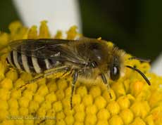 Solitary bee (unidentified) on Daisy (Shasta Snowlady)