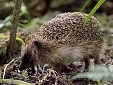 Hedgehog under the Hawthorn