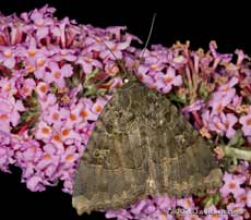 Old Lady Moth (Mormo maura) on Buddleia