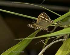 Speckled Wood butterfly on Bamboo