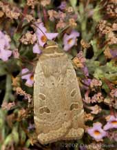 Lesser Yellow Underwing (Noctua comes) on Buddleia