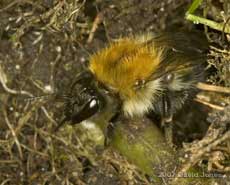 Common Carder Bee (Bombus pascuorum) leaving nest