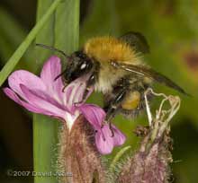 Common Carder Bee (Bombus pascuorum) at Red Campion flower