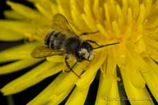 Solitary bee with growth(?) on its head, at dandelion
