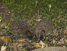 Pair of Baby Hedgehogs, photographed at 10pm