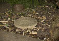 Mother and baby hedgehog, photographed at 10pm