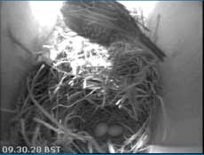 The second Starling egg arrives