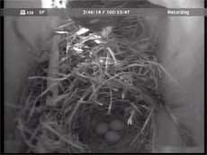 The third Starling egg arrives