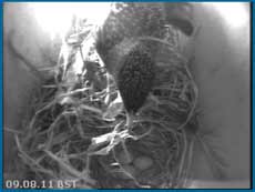 Webcam image of the Starling and three eggs