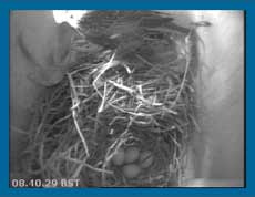 The fourth Starling egg arrives