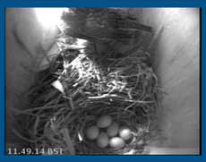 The sixth egg was laid this morning