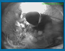 CCTV image shows the first two chicks to hatch