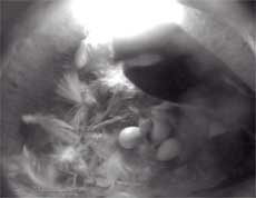 Chick #1 with parent looking on at 6.30am