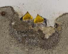 House Martin chicks look out