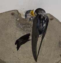 House Martin chicks gets a feed