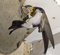 House Martin chicks reach out for food