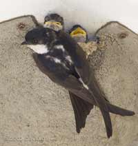House Martin adult prepares to leave after feeding chicks