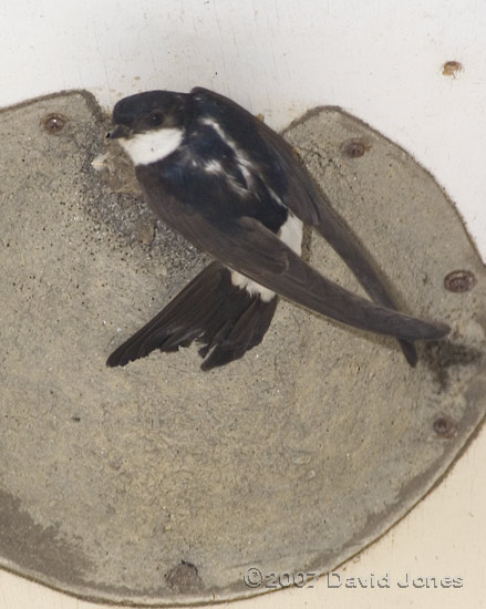 House Martin adult prepares to leave after feeding chicks - 2