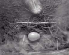 House Martins' egg (cropped cctv image) showing its pear-shaped form
