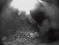 A second egg for the House Martins