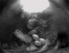 The clutch of three eggs this afternoon