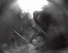 First sight of three eggs, at noon