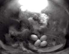 The House Martin eggs in a bed of feathers in nest 1