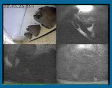 composite webcam image