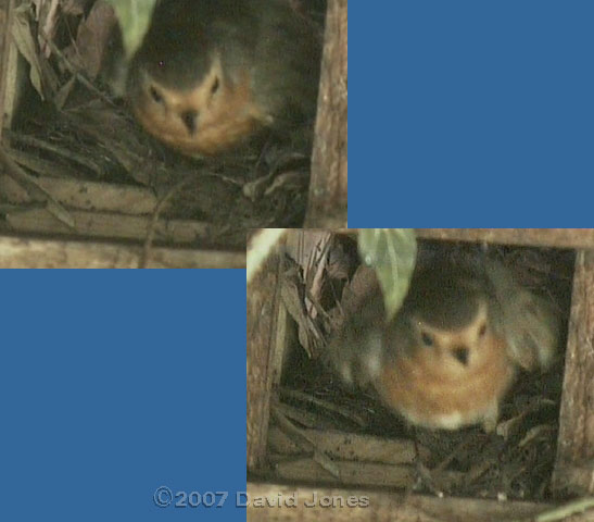 Female Robin - leaves after laying egg #4
