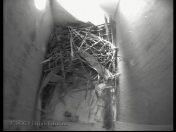 Feather in nestbox