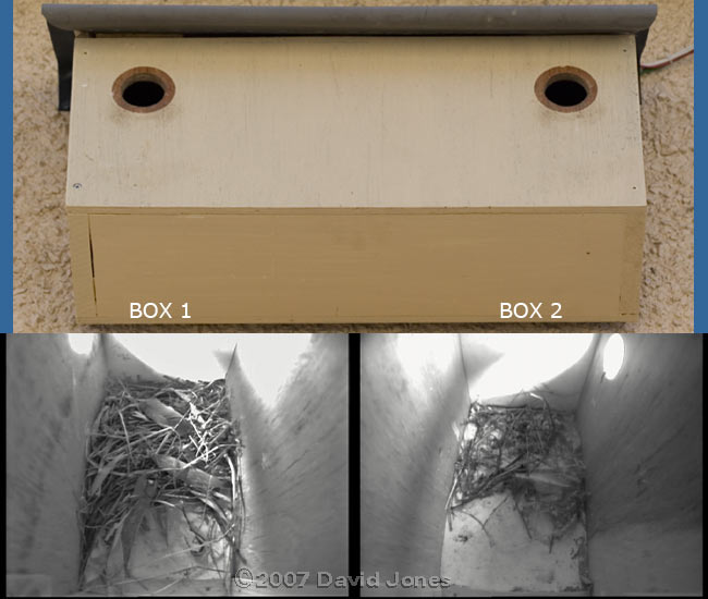 Starling boxes and webcam images