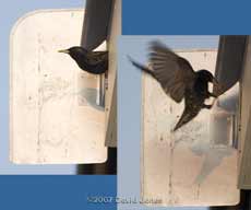 Female Starling outside box