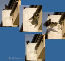 An attack by an intruder Starling - 2