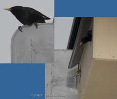An intruder Starling visits