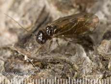Barkfly (possibly Ectopsocus axillaris) on log