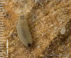 Larva (unidentified) on log