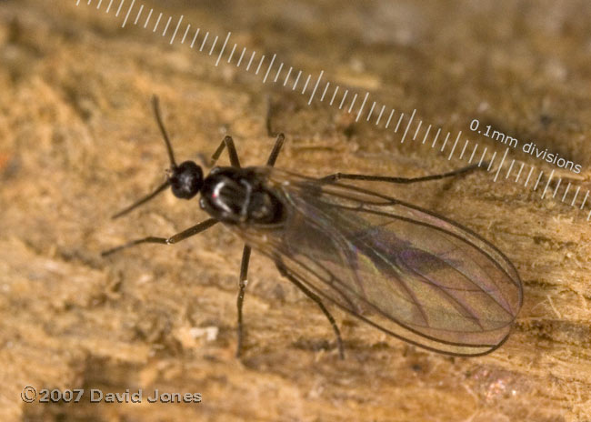 Unidentified fly (Mycetophilidae?) on log - showing wing venation)