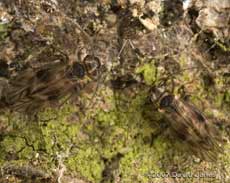 Barkflies (Peripsocus milleri) on log