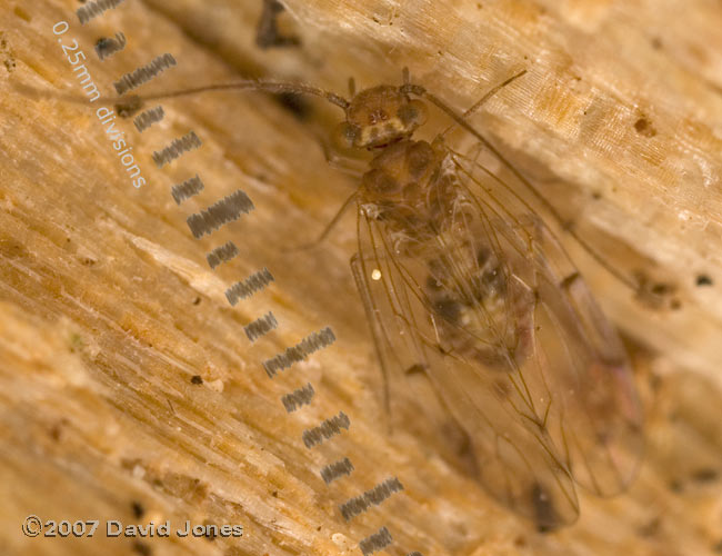 Barkfly (Ectopsocus petersi) on log
