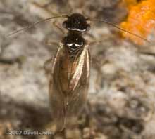 Barkfly (Ectopsocus axillaris)