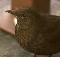Female Blackbird on the veranda