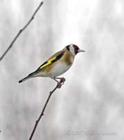 Goldfinch on Hawthorn branch