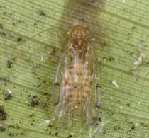 Adult Barkfly on underside of bamboo leaf