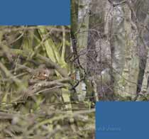 Sparrowhawk hides in Birch tree