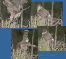Sparrowhawk visiting Hawthorn