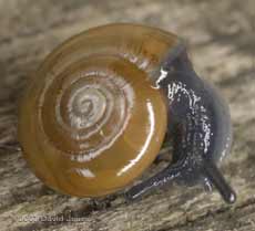 Garlic Glass Snail (Oxychilus alliarius)