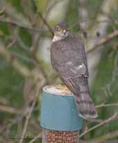 Sparrowhawk on peanut feeder