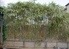Bamboo plants in containers